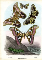 Papillons, 1863-79